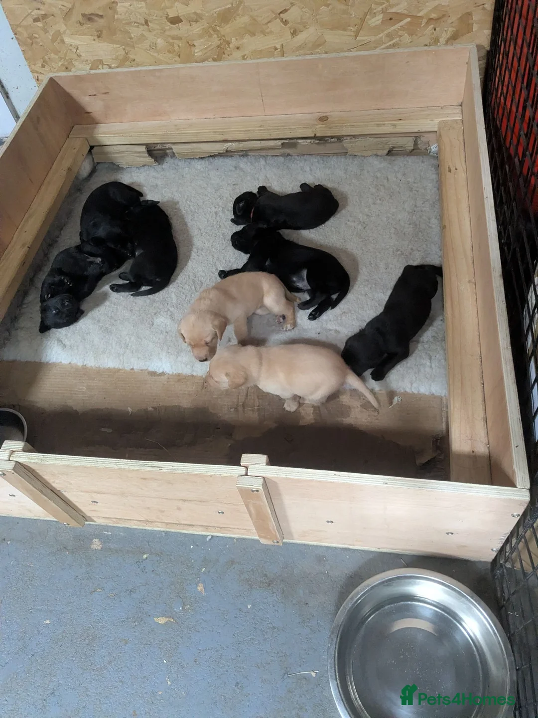 Labrador Retriever dogs for sale: Beautiful, happy Labrador puppies in Ledbury - Advert 10