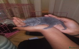 Mixed Breed cats for sale: 3 Beautiful Norwegian Forest X Kittens for sale. - Advert 13