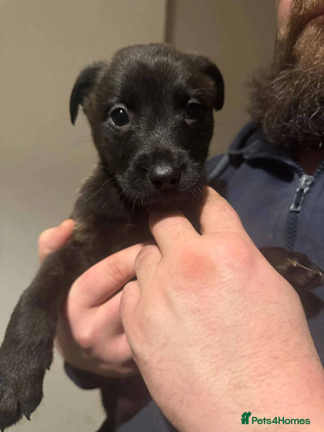 Mixed Breed dogs for sale: Belgian malinois shepherd  ** tiff puppies - Advert 9