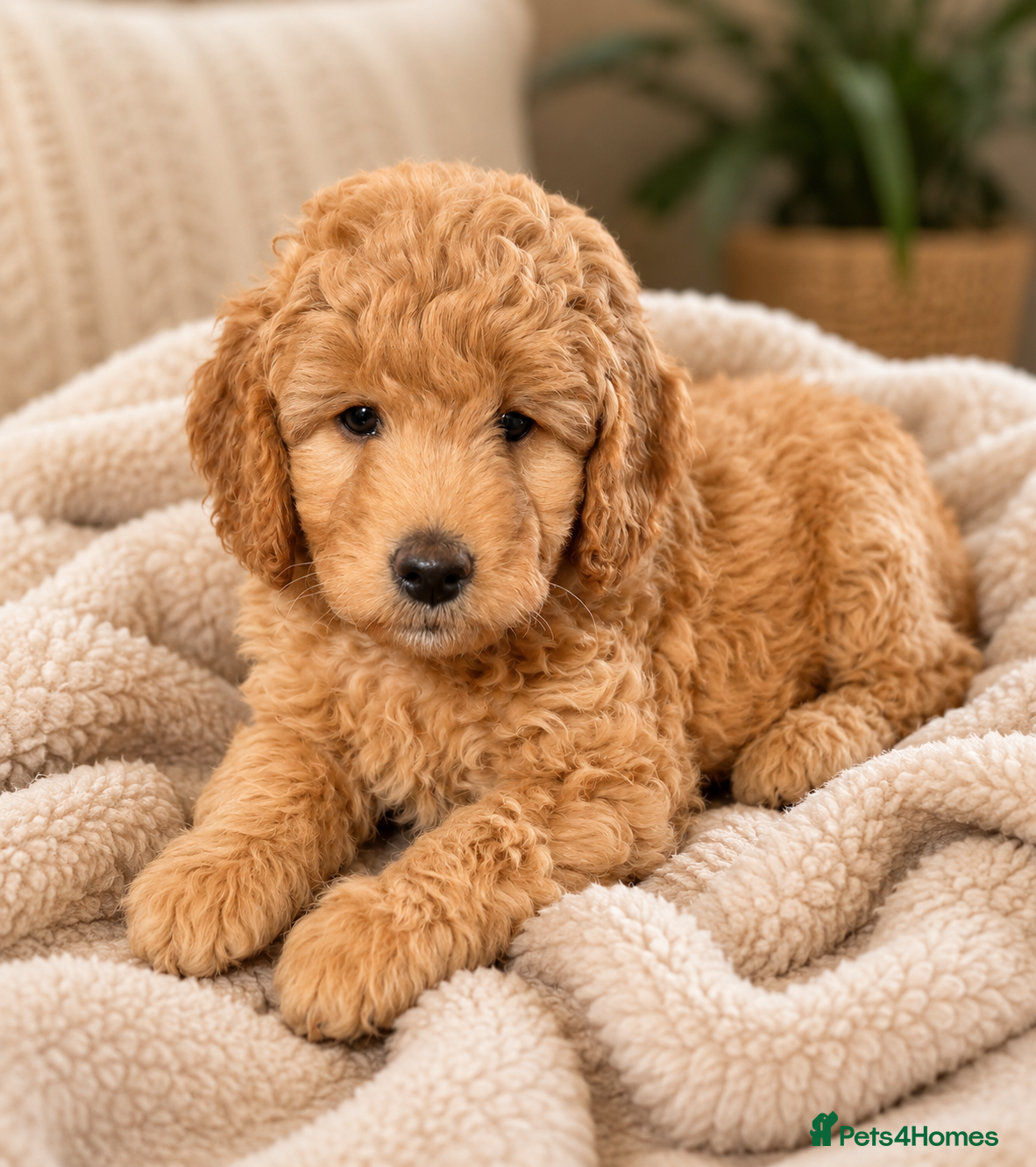Labradoodle dogs Multi generation miniature Labradoodle - Advert 2