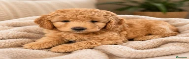 Labradoodle 5