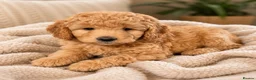 Labradoodle dogs for sale: Multi generation miniature Labradoodle - Advert 2