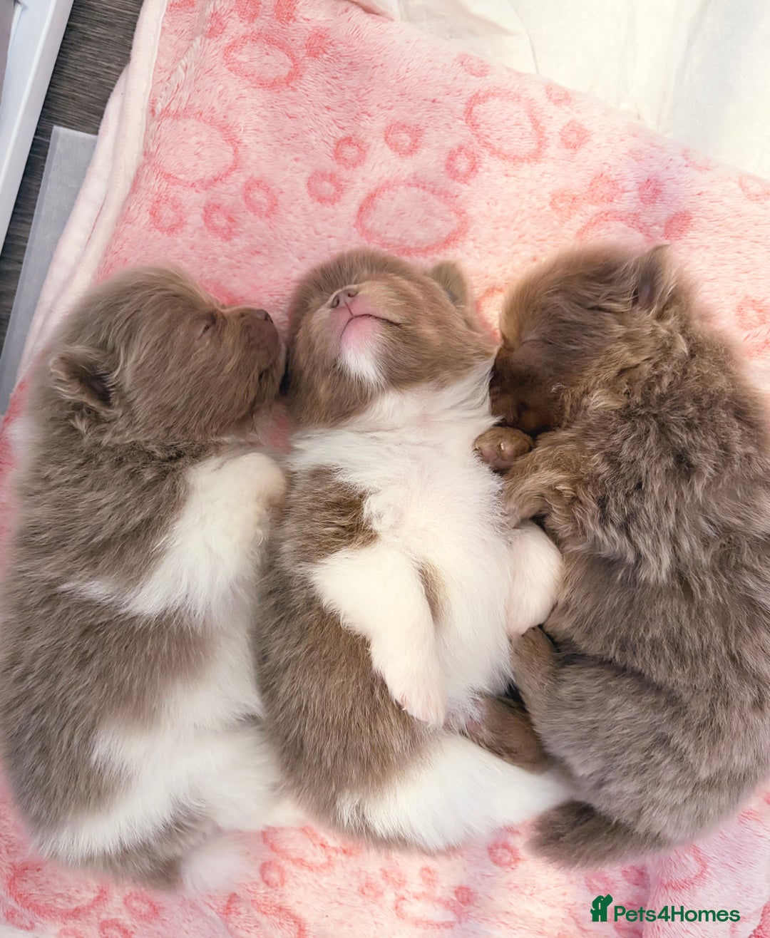 Pomeranian dogs for sale: ✨NEW LOWERED PRICE✨ Pomeranian puppies 🐶  - Image 1