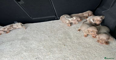 Miniature Dachshund dogs - Advert 6