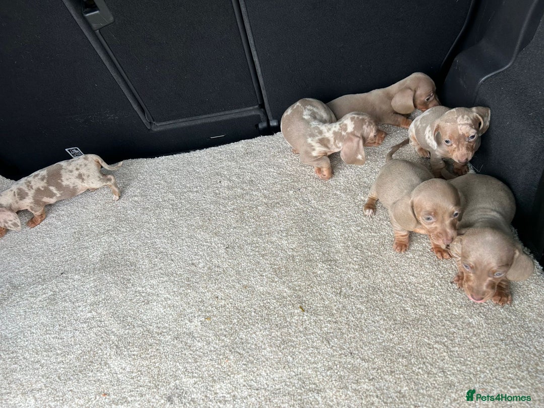 Miniature Dachshund dogs for sale: Rare colour miniature dachshund pups - Image 3