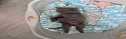 Mixed Breed cats for sale: Persian/ragdoll/mix in Southampton - Advert 2