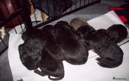 Cane Corso dogs for sale: Beautiful Cane Corso puppies for sale. - Advert 8