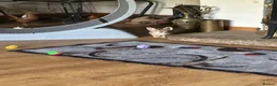 Savannah cats for sale: Savannah F4 girls - Advert 31