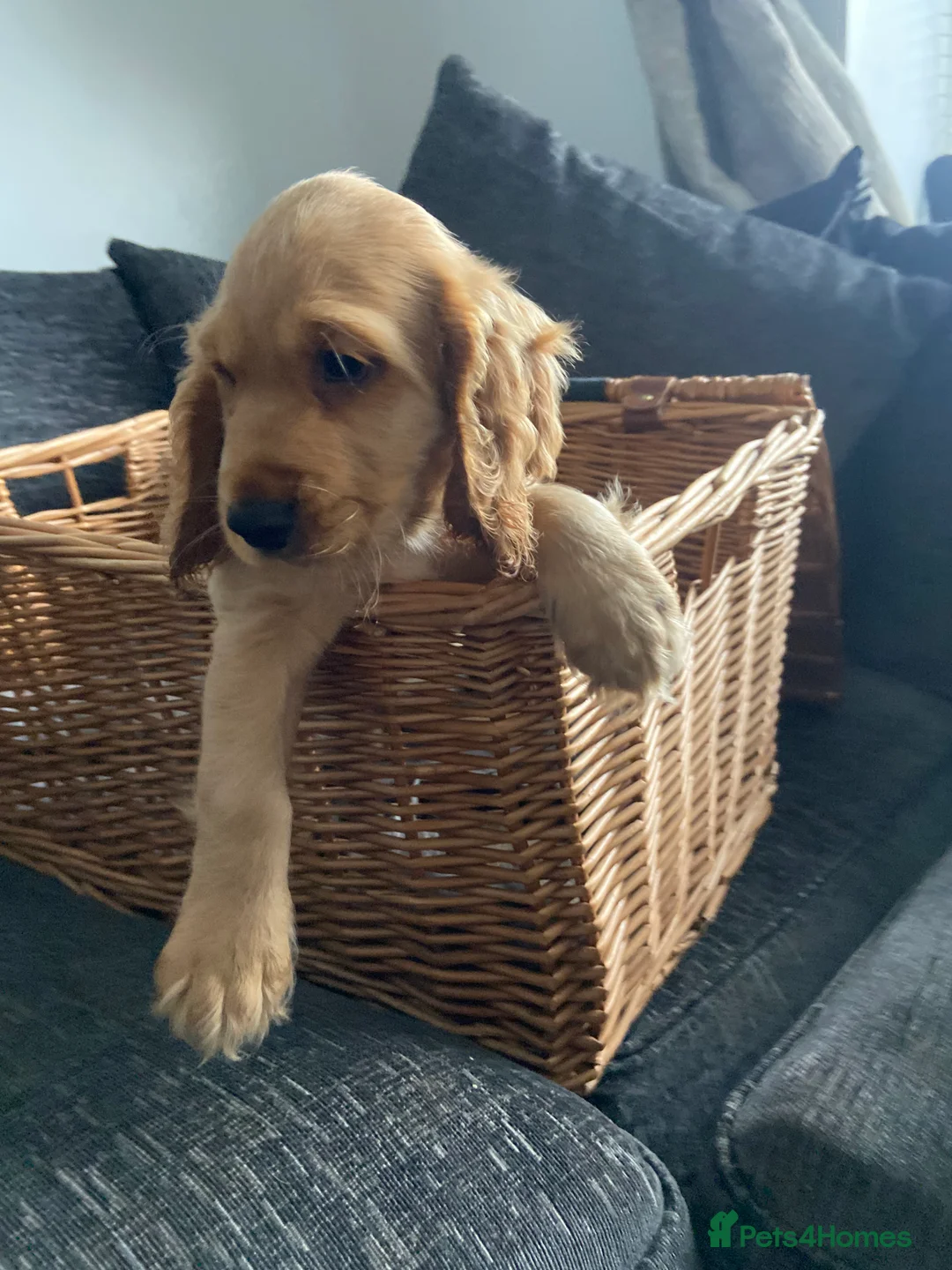 Cocker Spaniel dogs for sale: Cocker spaniel puppies  in York - Advert 3