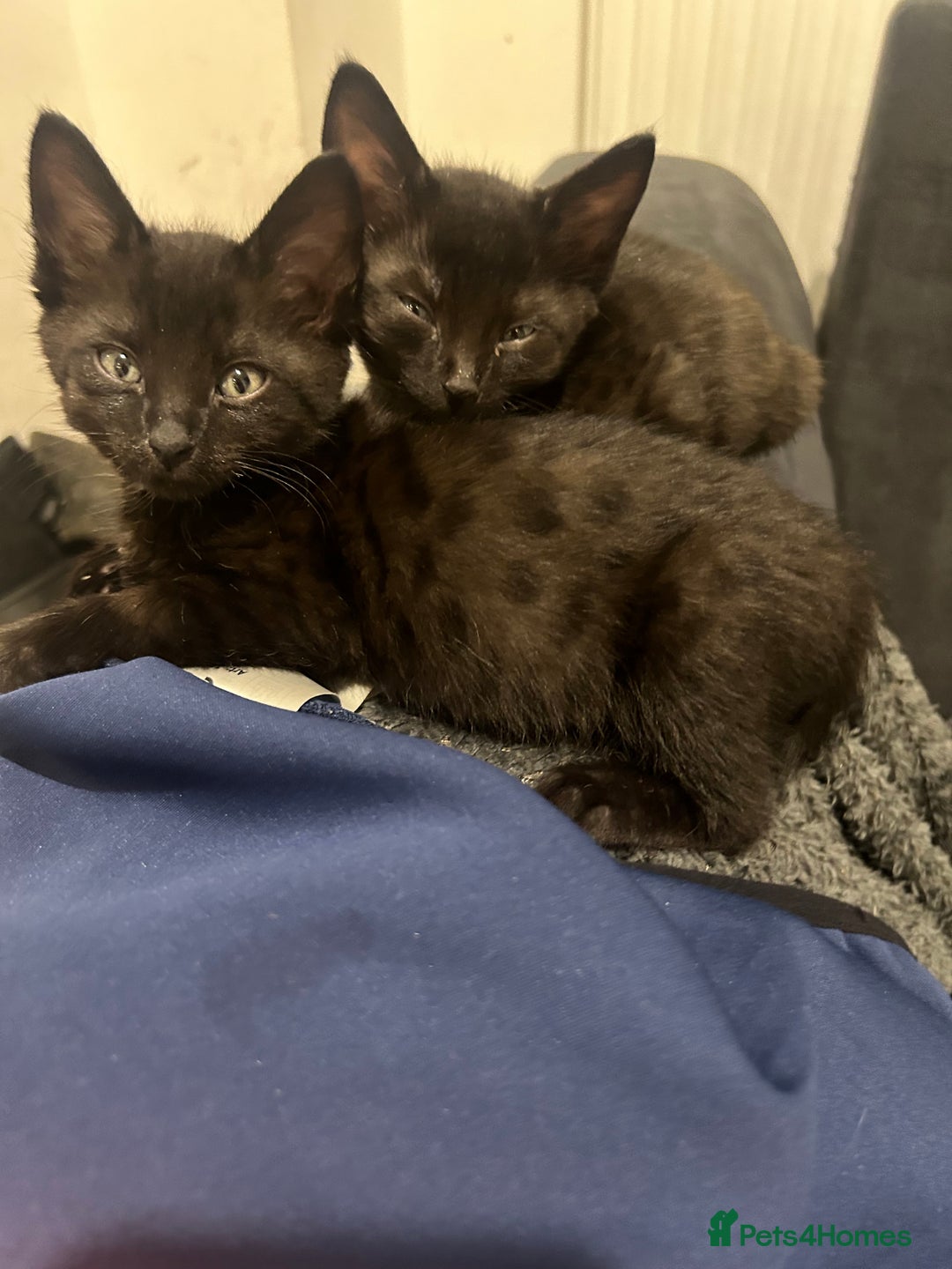 Savannah cats for sale: 2 black smoke savanna f3 - Advert 3