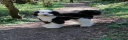 Sheepadoodle dogs for sale: F2 Sheepadoodle Standard  - Advert 6