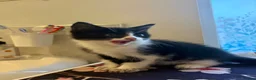 Domestic Shorthair cats for sale: Domestic Shorthair in Blackpool - Advert 2