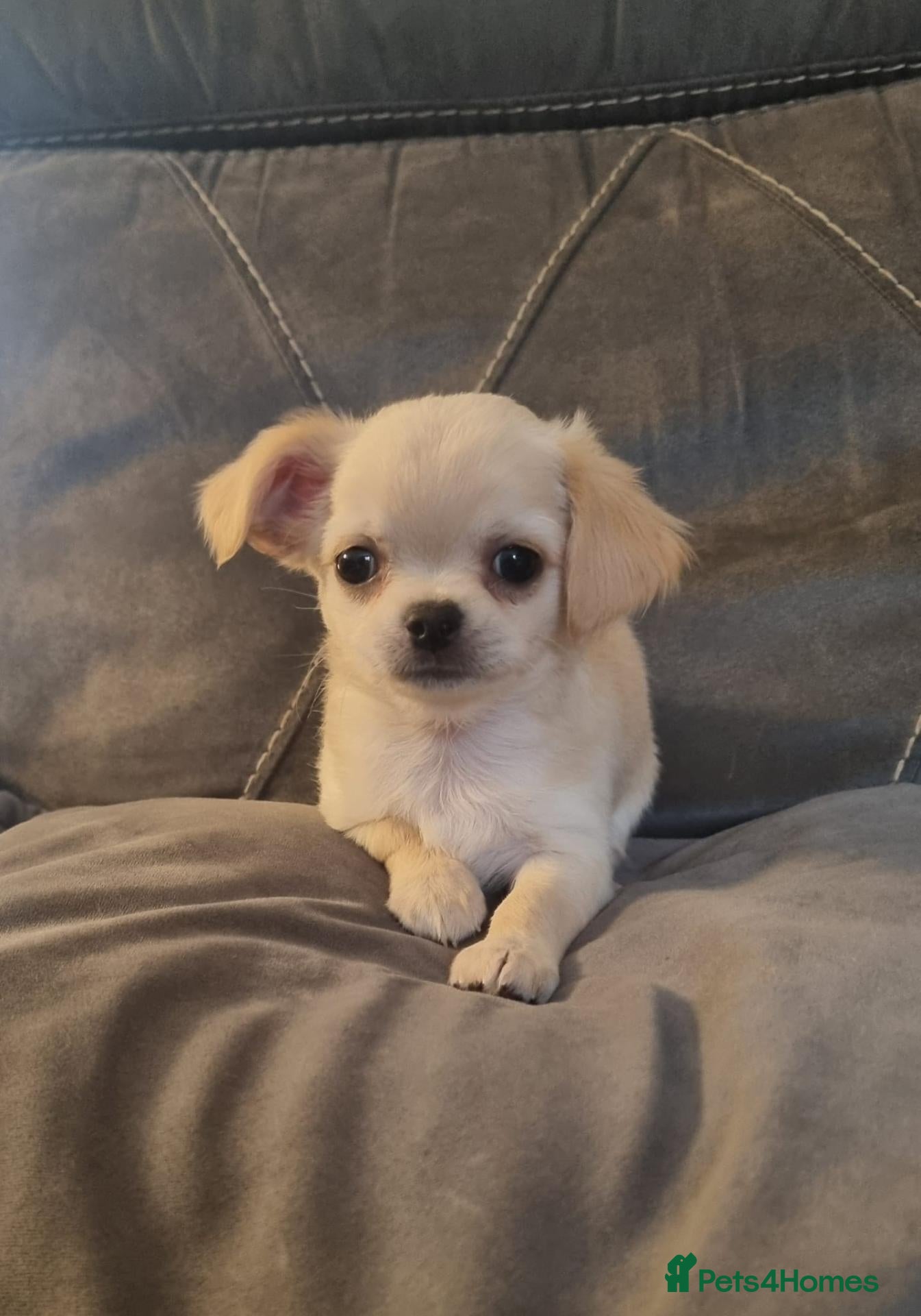 Chihuahua dogs Ready now Longhaired chihuahua puppies  - Advert 1