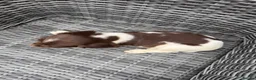 English Springer Spaniel dogs for sale: 🐶 KC REG GIRL,  READY THIS FRIDAY 🐶 - Advert 11