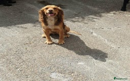 Sprocker dogs for sale: Sprockers Puppys - Image 2