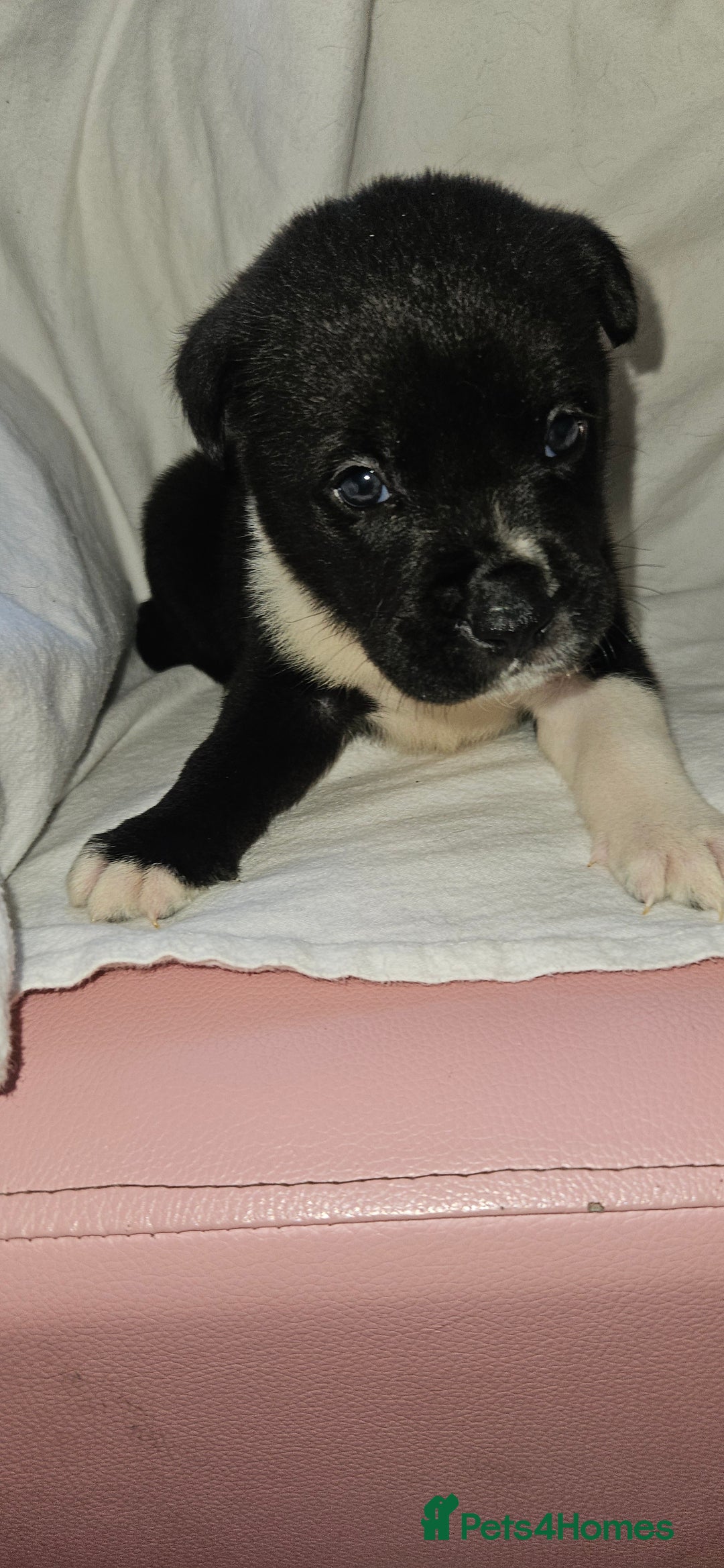Mixed Breed dogs for sale: Huge American akita x cane corso pups - Advert 23