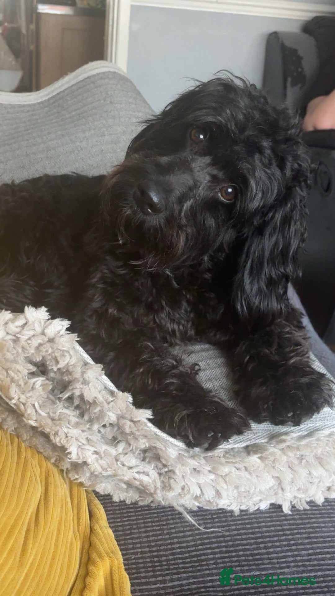 Cavapoo dogs for sale: Mabel  - Advert 6