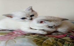 Mixed Breed cats for sale: Bsh and Scottish straight mix - Image 2