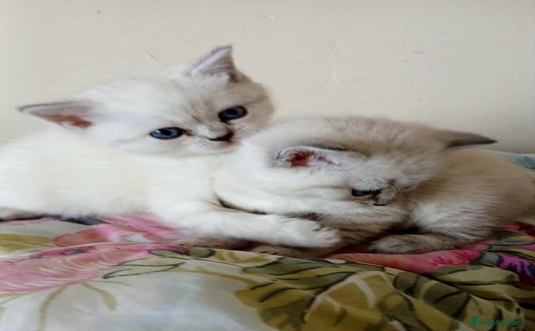 Mixed Breed cats - Advert 1