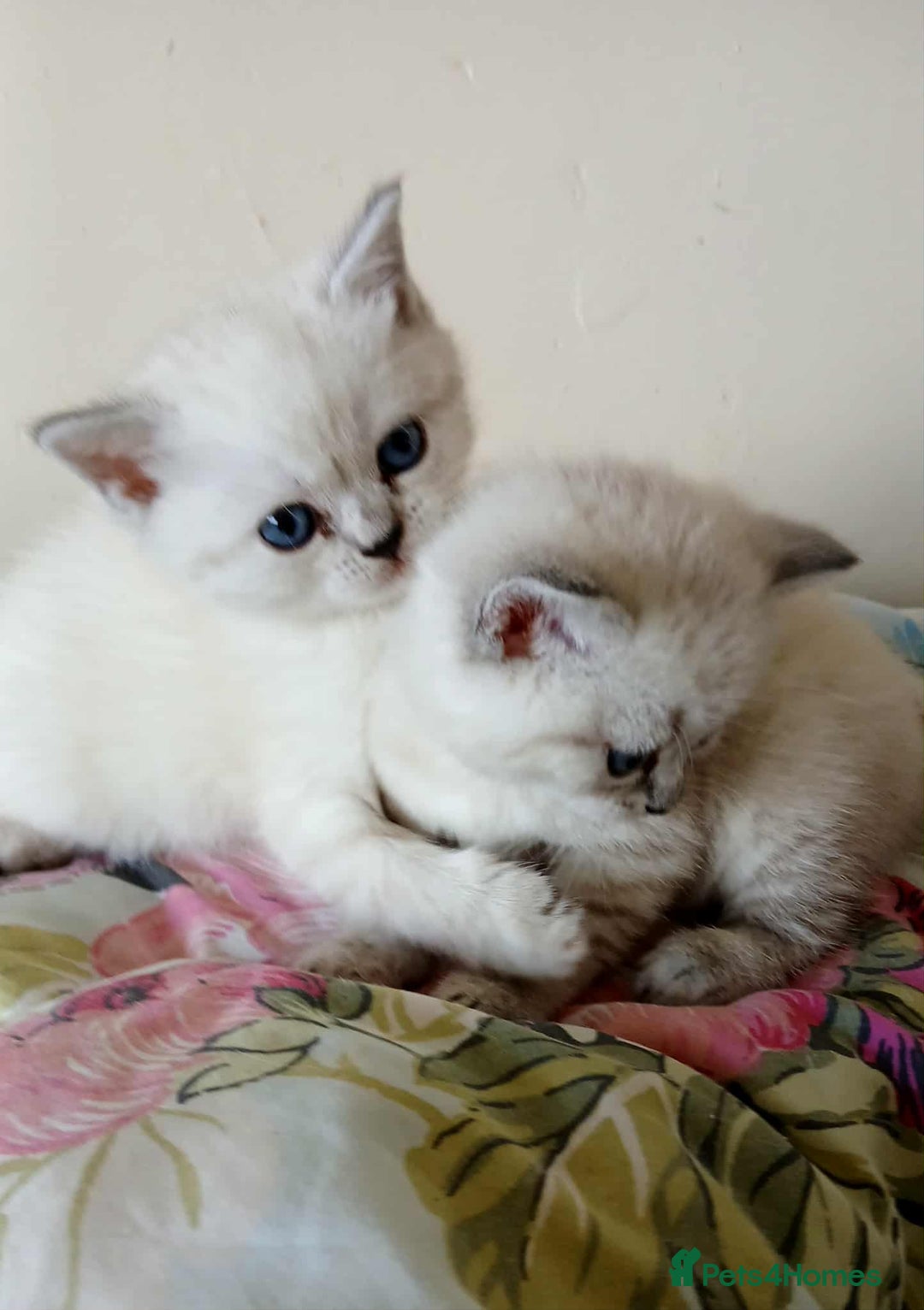 Mixed Breed cats for sale: Bsh and Scottish straight mix - Image 2