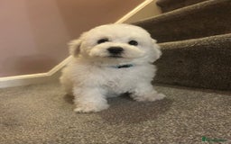 Bichon Frise dogs for sale: Stunning Bichon puppies - Image 3