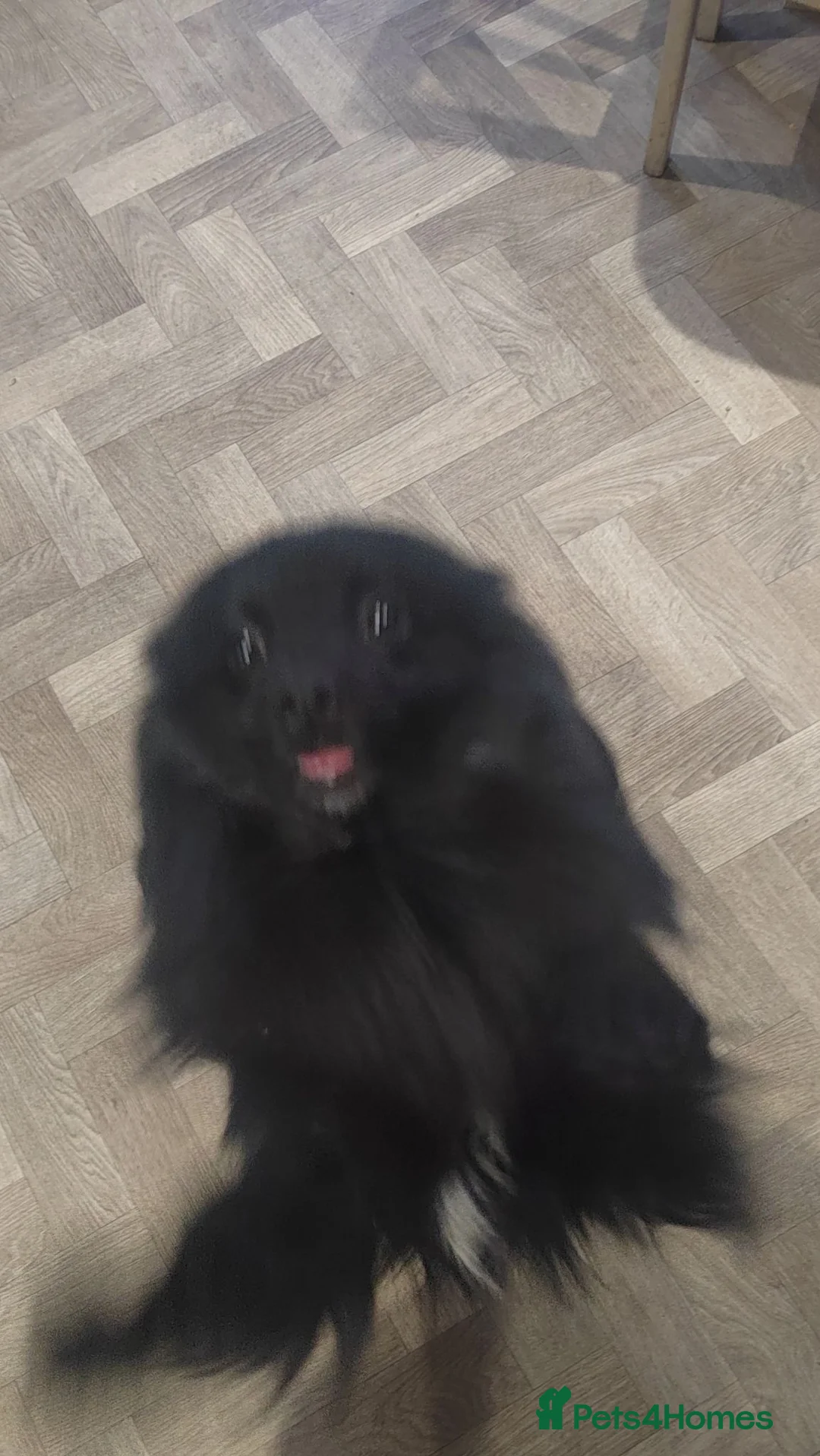 Mixed Breed dogs for sale: Teddy no fault of his own no time wasters  - Advert 5
