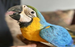 Macaws birds for sale: Hand reared blue & gold Macaw Chick - Image 7