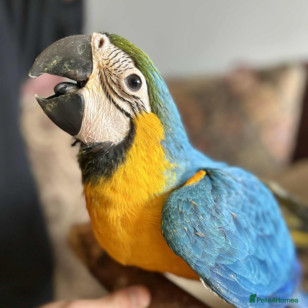 Macaws birds for sale: Hand reared blue & gold Macaw Chick - Image 7