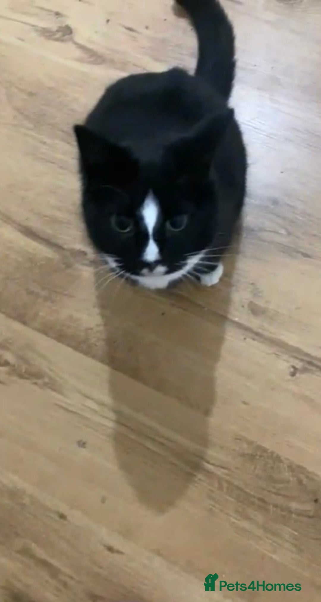 Mixed Breed cats for adoption: Special rescue cat Magda needs a forever home - Advert 4