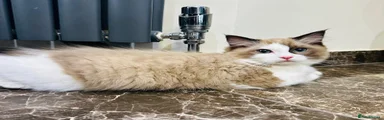 Ragdoll Kitten 3/ Seal Bi-Colour 