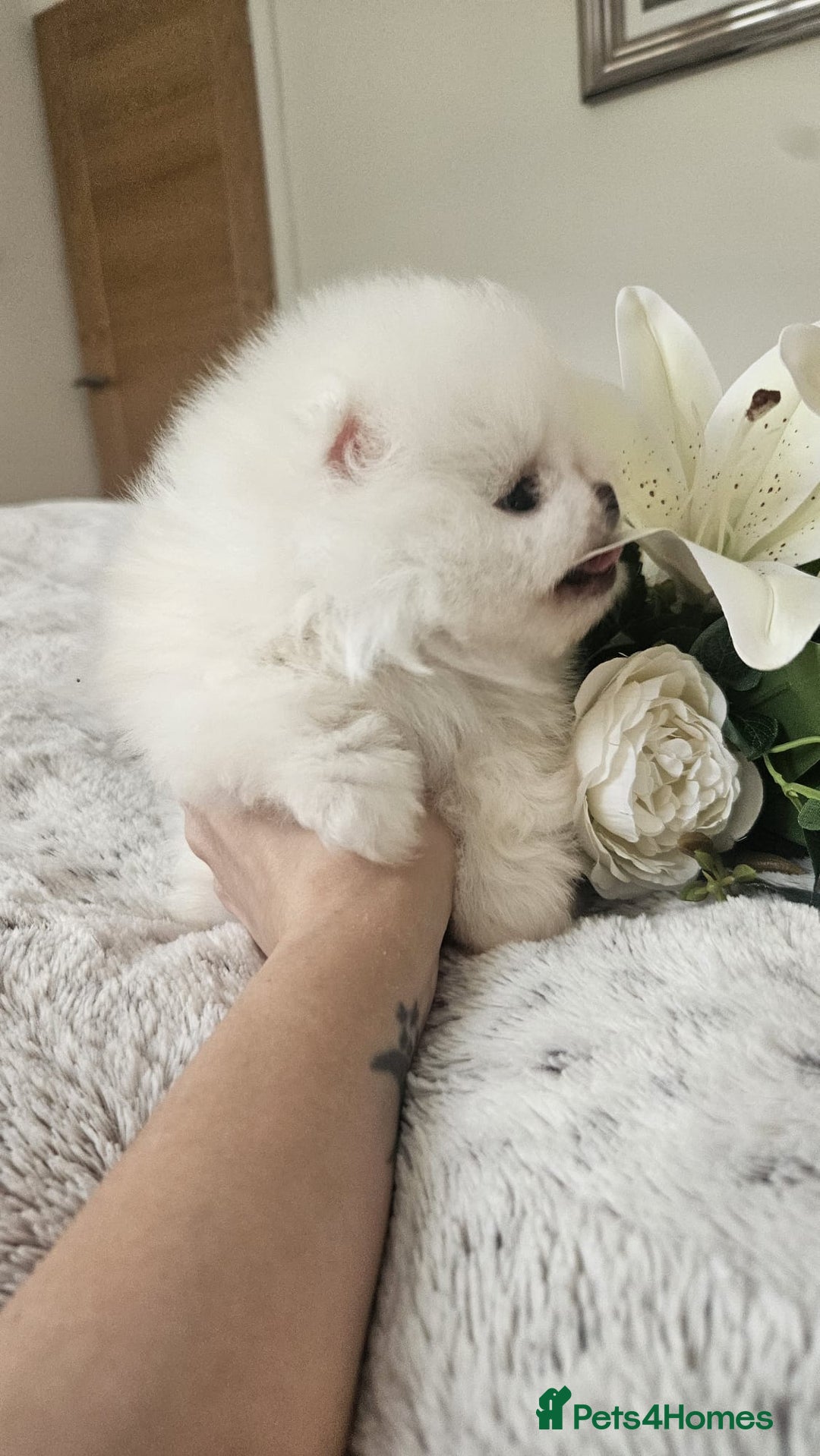 Pomeranian dogs for sale: Little beautiful pomeranians Tamworth  - Advert 6