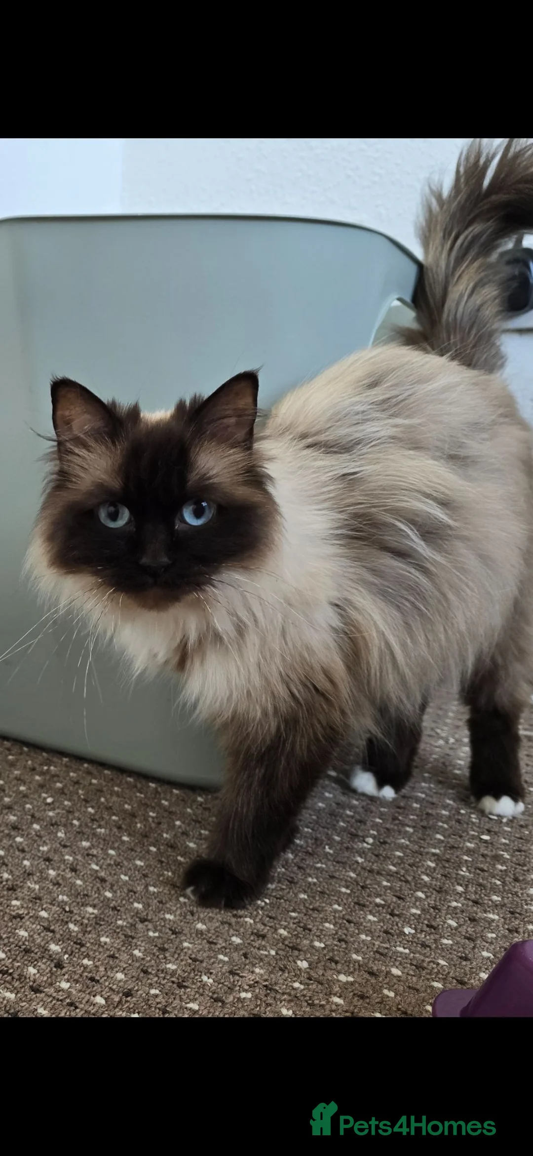 Ragdoll cats for sale: Pure Ragdoll kittens  - Advert 2
