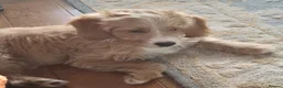 Mixed Breed dogs for sale: Australian double doodles  - Advert 2