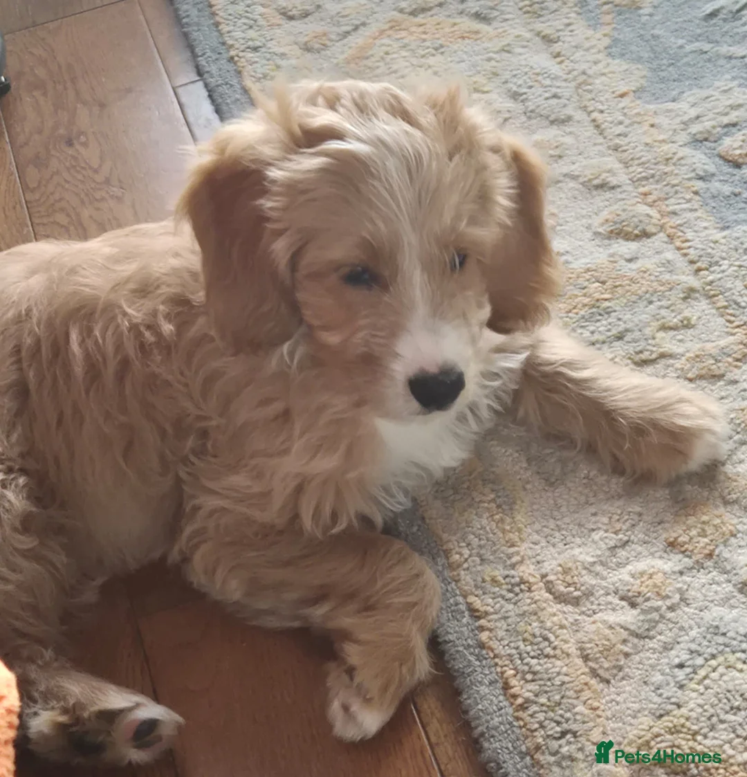 Mixed Breed dogs for sale: Australian double doodles  - Advert 2