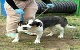 Mixed Breed dogs for adoption: 💛🐾 Flora – wearing her beautiful smile 🐾💛 - Image 8