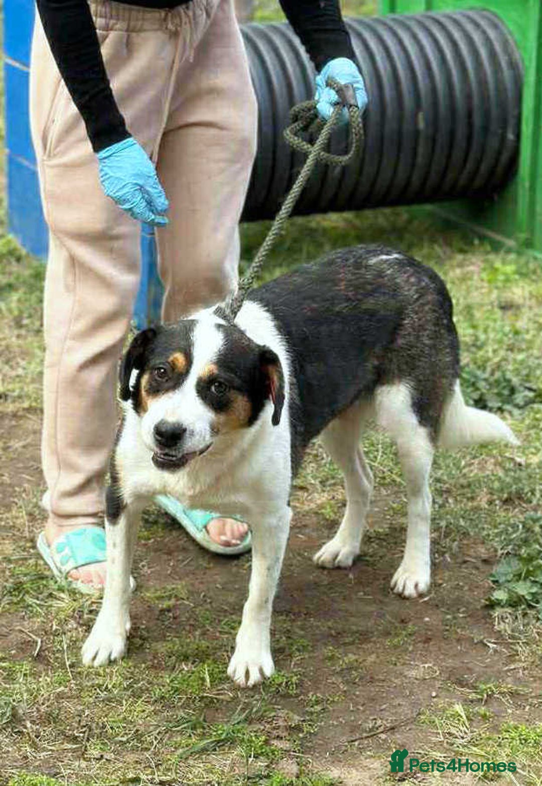 Mixed Breed dogs for adoption: 💛🐾 Flora – wearing her beautiful smile 🐾💛 - Image 8