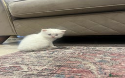 Ragdoll cats for sale: Beautiful ragdoll mix kittens  - Image 5