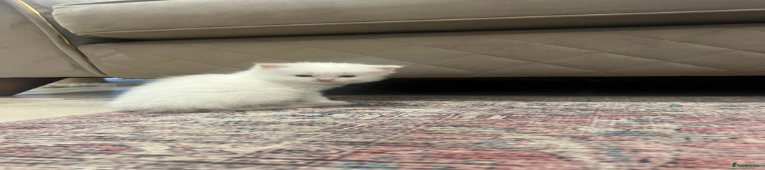 Ragdoll Kitten 2