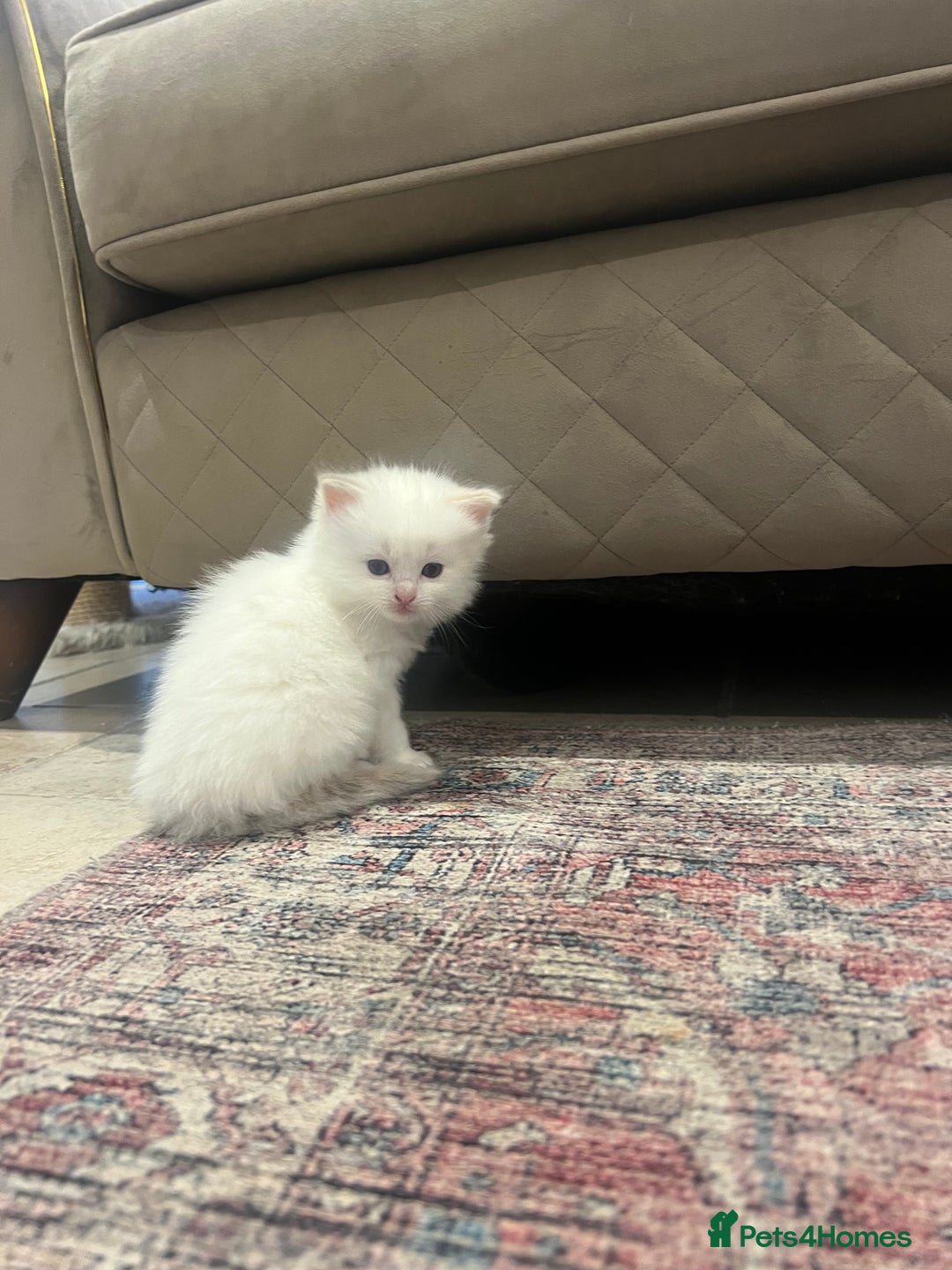 Ragdoll cats for sale: Beautiful ragdoll mix kittens  - Image 5
