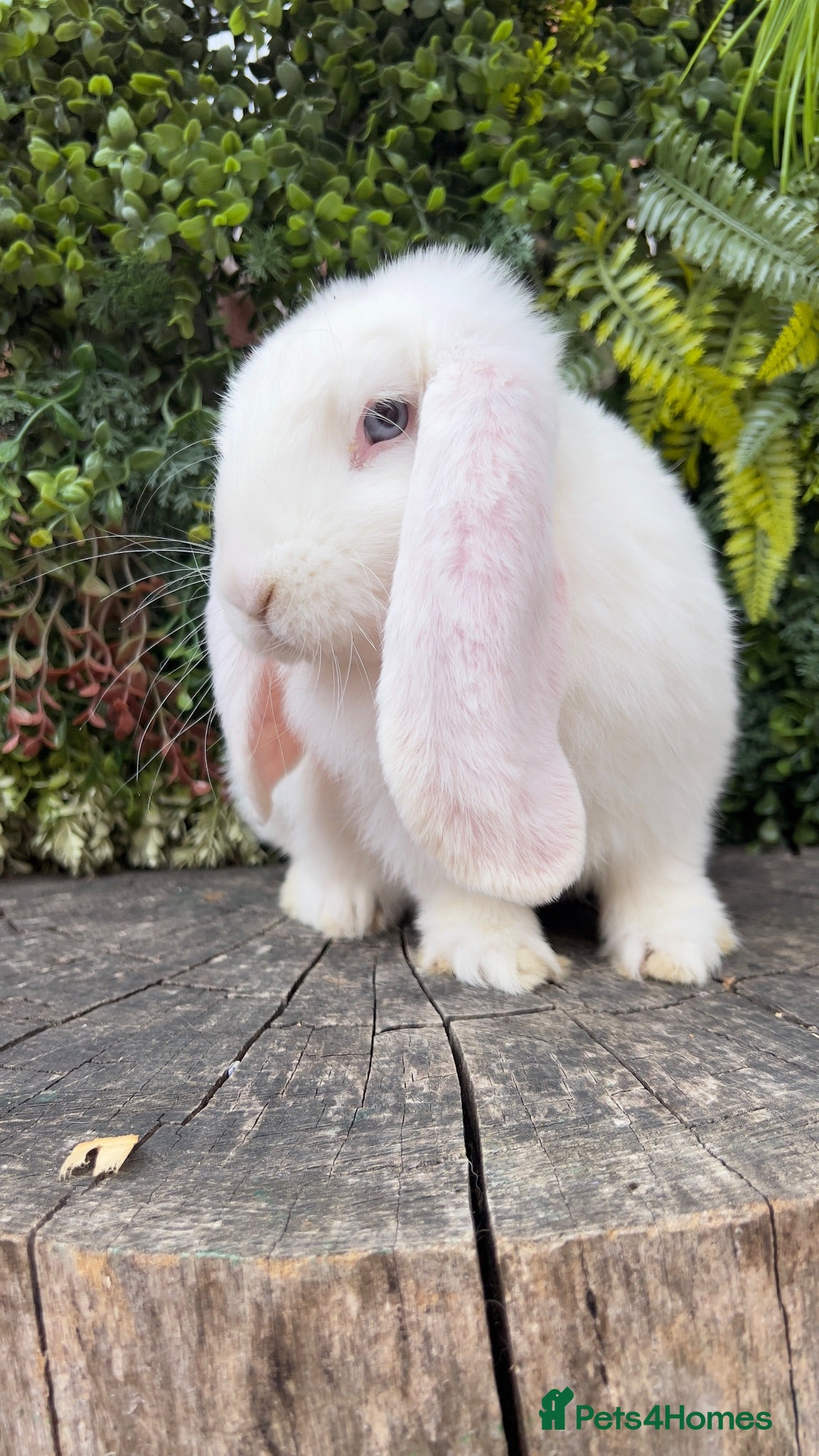 French Lop rabbits French Lop babies  - Advert 18