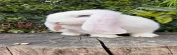 French Lop rabbits for sale: French Lop babies  - Advert 1