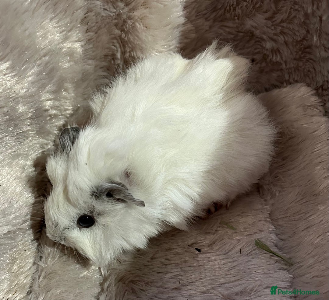 Guinea Pig rodents for sale: GORGEOUS BABY GUINEA PIGS - Advert 13