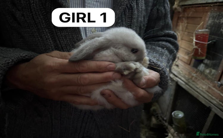 Mini Lop rabbits - Advert 14