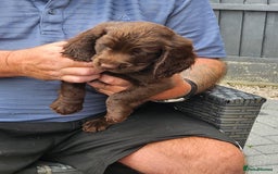 Cocker Spaniel dogs for sale: 7 pups 4 girls 3 boys  - Image 35