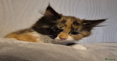 Maine Coon cats - Advert 6
