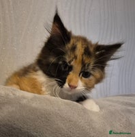 Maine Coon cats - Advert 8