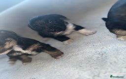 Jack Russell dogs for sale: 3 beautiful jack russle puppy’s  - Image 10