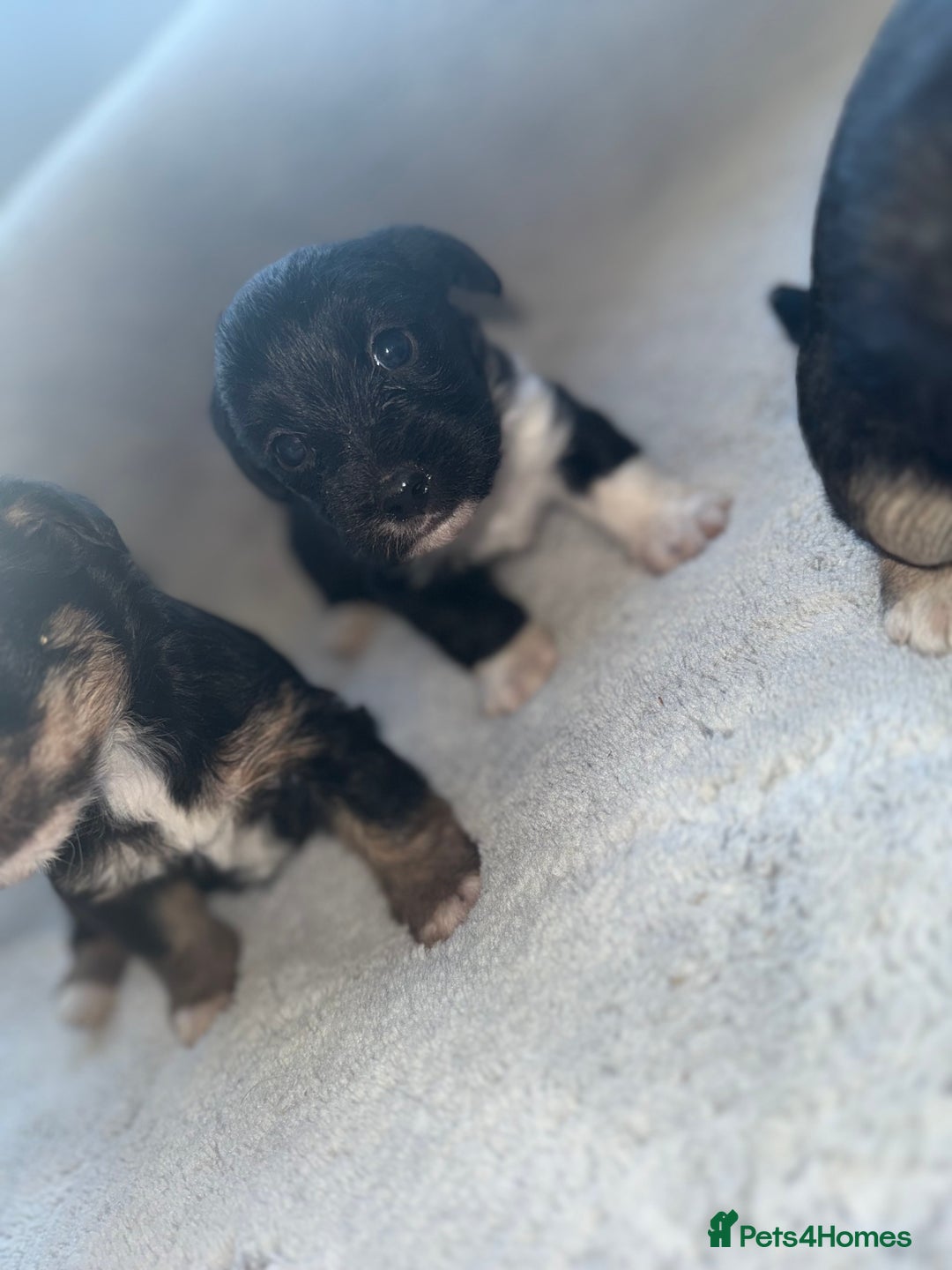 Jack Russell dogs for sale: 3 beautiful jack russle puppy’s  - Image 10