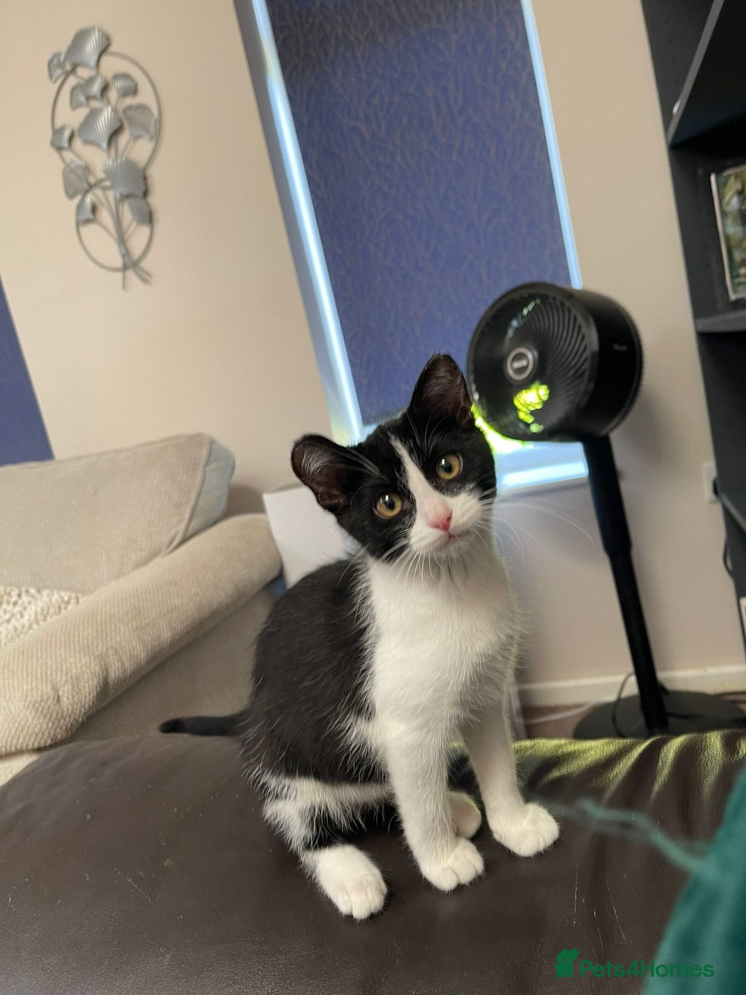 Mixed Breed cats for sale: Could you adopt Pea and Pod?  - Image 2
