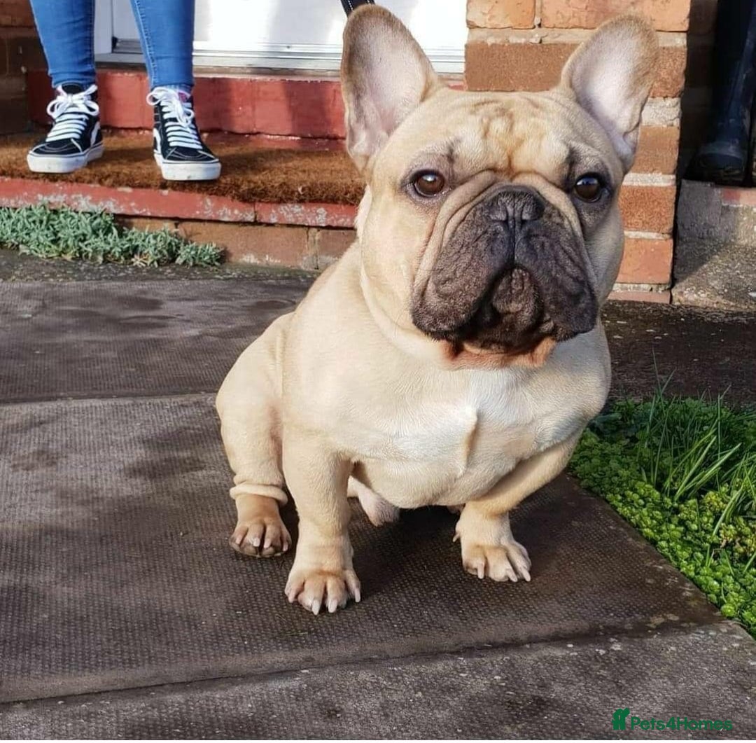 French Bulldog dogs for sale: 2 beautiful puppies available 😍  - Image 1